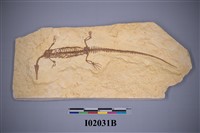 藏品(中龍科化石)的圖片